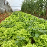 Xà lách (500g - 1Kg)