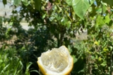 Chanh dây Colombia (500g - 1Kg)