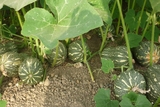 Bí đỏ (500g - 1Kg)