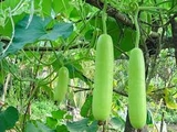 Bầu (500g - 1Kg)