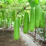 Bầu (500g - 1Kg)