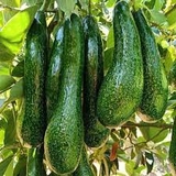Bơ 034 (1Kg)
