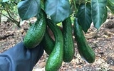 Bơ 034 (1Kg)