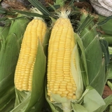 Bắp mỹ (1 trái)