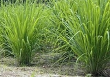 Sả (100g - 1Kg)