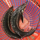 Cá Tầm