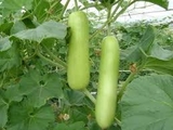 Bầu (500g - 1Kg)