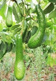 Bơ 034 (1Kg)