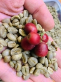 Coffee Green Bean Arabica