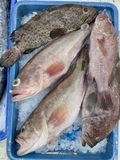 Cá Mú Chấm