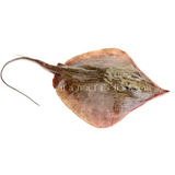 Cá Đuối