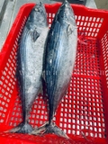 Cá Ngừ Thu