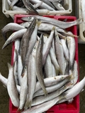Cá nhồng