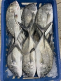 Cá Khế