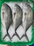 Cá Khế