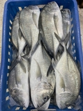 Cá Khế