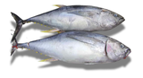 Cá ngừ đại dương