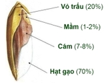 Hủ tiếu/ Phở gạo lứt