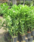 Giống cây bưởi