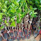 Giống cây mít
