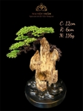 Trầm cảnh để bàn