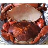 Cua cốm (cua hai da) - Trọng lượng mỗi con từ 150g trở lên