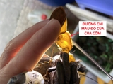 Cua cốm (cua hai da) - Trọng lượng mỗi con từ 150g trở lên