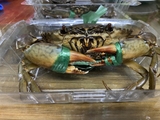 Cua gạch - Trọng lượng mỗi con từ 350g đến 479g