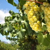 Rượu vang Úc Angove Long Row Chardonnay