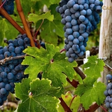 Rượu vang Guardia dei Mori Pinot Grigio