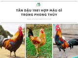 Tân Dậu 1981 hợp màu gì trong phong thủy