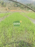 Gạo Séng Cù Mường Vi Bao 5KG - Đặc Sản Lào Cai