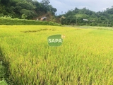 Gạo Séng Cù Mường Vi Bao 5KG - Đặc Sản Lào Cai