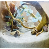 Lũa đỗ quyên loại ngắn trang trí bể cá, đồ chơi leo chèo cho ốc mượn hồn