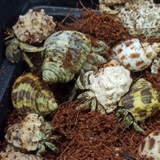 Ốc mượn hồn RUGO xinh xắn