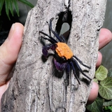 Cua vampire - black eye