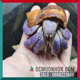 Ốc Mượn Hồn Lila