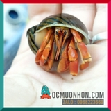 Ốc mượn hồn VIOSUNSET màu cam nâu xám (ngẫu nhiên)