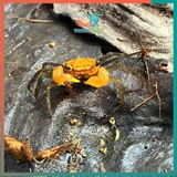 Cua Vampire - Cua ma cà rồng Krathing