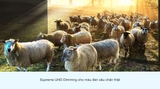 Smart Tivi QLED 4K 50 inch Samsung QA50Q65A