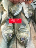 Cá Bè Cam