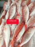 Cá Hường lưới