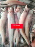 Cá Khoai