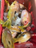 Cá sơn sọc