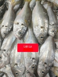 Cá Liệt Lợ