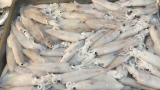 Mực Ống Lưới nhỏ