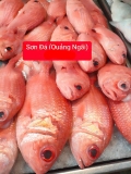 Cá Sơn Đá