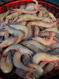 Tôm chì biển