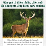 Nước hồng sâm nhung hươu Red Ginseng Extract with Deer Antlers 50mlx24 gói