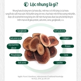 Nước hồng sâm nhung hươu Red Ginseng Extract with Deer Antlers 50mlx24 gói